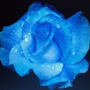 Meet your Posher, Diane